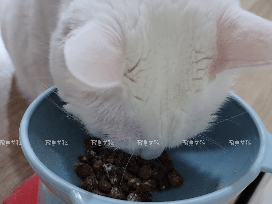 優固倍Yakupet,日本獸醫,日本製造,寵物長壽,犬貓腸胃保健,益生菌保健品,寵物保健食品,毛孩腸道保養,腸道益菌,日本專利益生菌,日本褐藻醣膠,菊苣纖維,寵物腸胃照護,優固倍評價,優固倍 寵物,優固倍 離胺酸,貓咪益生菌推薦,貓咪益生菌dcard,日本 寵物保養品 dcard,日本寵物用品必買