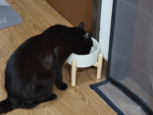 SUISA評價,SUISA去淚痕評價,SUISA抗掉毛評價,人氣寵物保健品推薦,狗貓營養補充品推薦,寵物日常保健推薦,寵物淚腺分泌保養,寵物淚痕改善分享,寵物淚痕保養推薦,寵物掉毛保養分享,寵物換季保養分享,寵物皮毛保健吃什麼,suisa 蘇 依 沙,suisa dcard,蘇依沙dcard,蘇依沙ptt,suisa 肉 球,suisa 蘇 依 沙 貓,寵物醫藥箱suisa,蘇依沙評價