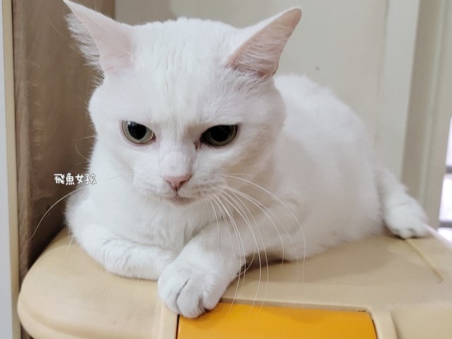 SUISA評價,SUISA去淚痕評價,SUISA抗掉毛評價,人氣寵物保健品推薦,狗貓營養補充品推薦,寵物日常保健推薦,寵物淚腺分泌保養,寵物淚痕改善分享,寵物淚痕保養推薦,寵物掉毛保養分享,寵物換季保養分享,寵物皮毛保健吃什麼,suisa 蘇 依 沙,suisa dcard,蘇依沙dcard,蘇依沙ptt,suisa 肉 球,suisa 蘇 依 沙 貓,寵物醫藥箱suisa,蘇依沙評價