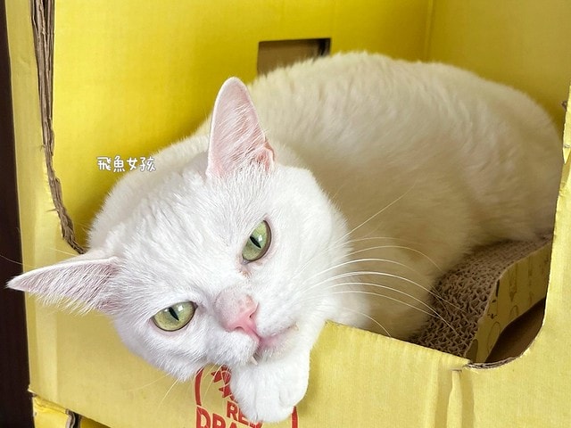 SUISA評價,SUISA去淚痕評價,SUISA抗掉毛評價,人氣寵物保健品推薦,狗貓營養補充品推薦,寵物日常保健推薦,寵物淚腺分泌保養,寵物淚痕改善分享,寵物淚痕保養推薦,寵物掉毛保養分享,寵物換季保養分享,寵物皮毛保健吃什麼,suisa 蘇 依 沙,suisa dcard,蘇依沙dcard,蘇依沙ptt,suisa 肉 球,suisa 蘇 依 沙 貓,寵物醫藥箱suisa,蘇依沙評價