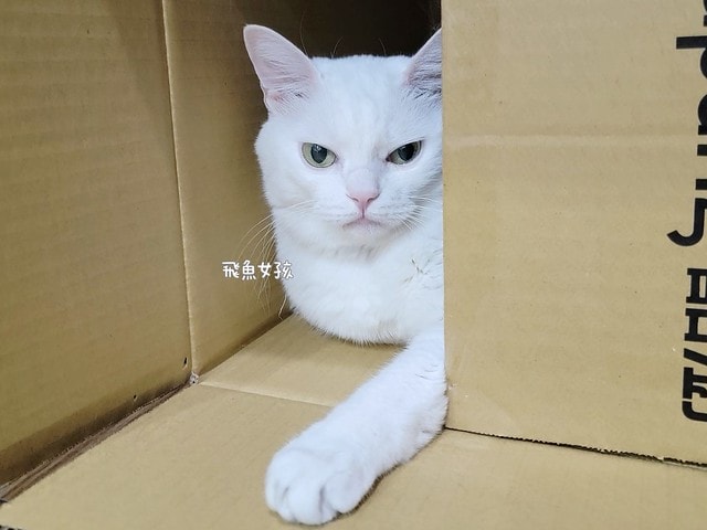 SUISA評價,SUISA去淚痕評價,SUISA抗掉毛評價,人氣寵物保健品推薦,狗貓營養補充品推薦,寵物日常保健推薦,寵物淚腺分泌保養,寵物淚痕改善分享,寵物淚痕保養推薦,寵物掉毛保養分享,寵物換季保養分享,寵物皮毛保健吃什麼,suisa 蘇 依 沙,suisa dcard,蘇依沙dcard,蘇依沙ptt,suisa 肉 球,suisa 蘇 依 沙 貓,寵物醫藥箱suisa,蘇依沙評價