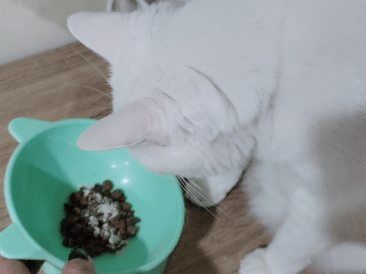 SUISA評價,SUISA去淚痕評價,SUISA抗掉毛評價,人氣寵物保健品推薦,狗貓營養補充品推薦,寵物日常保健推薦,寵物淚腺分泌保養,寵物淚痕改善分享,寵物淚痕保養推薦,寵物掉毛保養分享,寵物換季保養分享,寵物皮毛保健吃什麼,suisa 蘇 依 沙,suisa dcard,蘇依沙dcard,蘇依沙ptt,suisa 肉 球,suisa 蘇 依 沙 貓,寵物醫藥箱suisa,蘇依沙評價