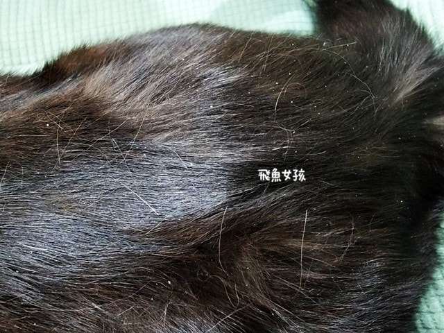 SUISA評價,SUISA去淚痕評價,SUISA抗掉毛評價,人氣寵物保健品推薦,狗貓營養補充品推薦,寵物日常保健推薦,寵物淚腺分泌保養,寵物淚痕改善分享,寵物淚痕保養推薦,寵物掉毛保養分享,寵物換季保養分享,寵物皮毛保健吃什麼,suisa 蘇 依 沙,suisa dcard,蘇依沙dcard,蘇依沙ptt,suisa 肉 球,suisa 蘇 依 沙 貓,寵物醫藥箱suisa,蘇依沙評價