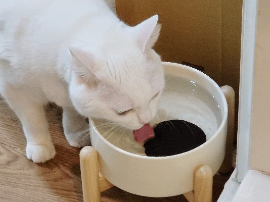 SUISA評價,SUISA去淚痕評價,SUISA抗掉毛評價,人氣寵物保健品推薦,狗貓營養補充品推薦,寵物日常保健推薦,寵物淚腺分泌保養,寵物淚痕改善分享,寵物淚痕保養推薦,寵物掉毛保養分享,寵物換季保養分享,寵物皮毛保健吃什麼,suisa 蘇 依 沙,suisa dcard,蘇依沙dcard,蘇依沙ptt,suisa 肉 球,suisa 蘇 依 沙 貓,寵物醫藥箱suisa,蘇依沙評價