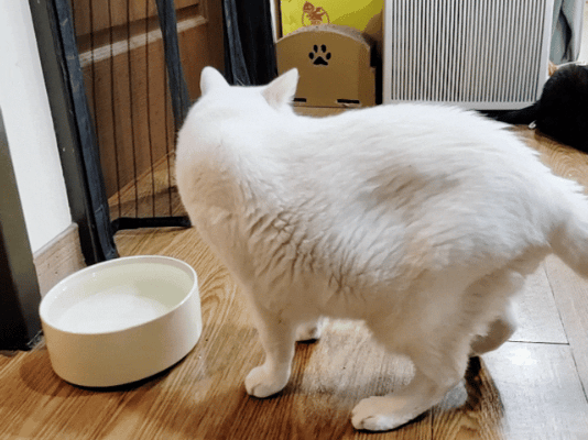 SUISA評價,SUISA去淚痕評價,SUISA抗掉毛評價,人氣寵物保健品推薦,狗貓營養補充品推薦,寵物日常保健推薦,寵物淚腺分泌保養,寵物淚痕改善分享,寵物淚痕保養推薦,寵物掉毛保養分享,寵物換季保養分享,寵物皮毛保健吃什麼,suisa 蘇 依 沙,suisa dcard,蘇依沙dcard,蘇依沙ptt,suisa 肉 球,suisa 蘇 依 沙 貓,寵物醫藥箱suisa,蘇依沙評價