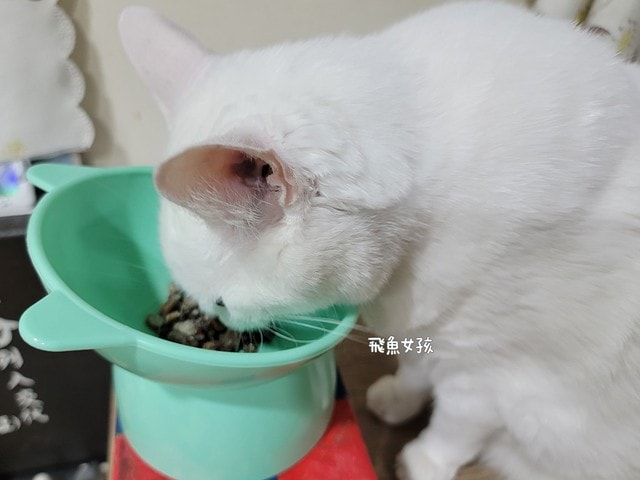 撇步PETBO寵物評價,撇步PETBO熱銷推薦,撇步PETBO寵物保健,撇步PETBO寵物使用心得,毛孩保健開箱,全齡貓益生菌心得,貓專利益生菌分享,貓粉狀益生菌怎麼餵,高適口性貓益生菌實測,挑嘴貓愛吃益生菌,貓粉狀益生菌分享,多重專利貓益生菌ptt,粉狀貓益生菌心得,PETBO貓,PETBO 狗,貓咪益生菌怎麼吃,貓咪益生菌dcard,貓咪益生菌ptt,貓咪益生菌推薦ptt,貓咪益生菌多久吃一次,貓咪便秘益生菌推薦dcard,貓便秘益生菌ptt