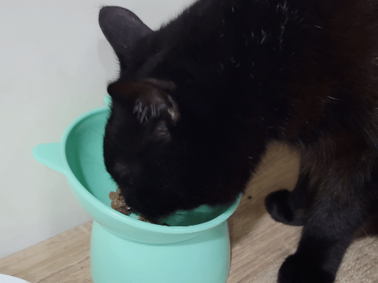 撇步PETBO寵物評價,撇步PETBO熱銷推薦,撇步PETBO寵物保健,撇步PETBO寵物使用心得,毛孩保健開箱,全齡貓益生菌心得,貓專利益生菌分享,貓粉狀益生菌怎麼餵,高適口性貓益生菌實測,挑嘴貓愛吃益生菌,貓粉狀益生菌分享,多重專利貓益生菌ptt,粉狀貓益生菌心得,PETBO貓,PETBO 狗,貓咪益生菌怎麼吃,貓咪益生菌dcard,貓咪益生菌ptt,貓咪益生菌推薦ptt,貓咪益生菌多久吃一次,貓咪便秘益生菌推薦dcard,貓便秘益生菌ptt