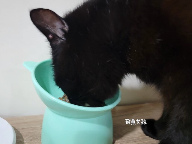 撇步PETBO寵物評價,撇步PETBO熱銷推薦,撇步PETBO寵物保健,撇步PETBO寵物使用心得,毛孩保健開箱,全齡貓益生菌心得,貓專利益生菌分享,貓粉狀益生菌怎麼餵,高適口性貓益生菌實測,挑嘴貓愛吃益生菌,貓粉狀益生菌分享,多重專利貓益生菌ptt,粉狀貓益生菌心得,PETBO貓,PETBO 狗,貓咪益生菌怎麼吃,貓咪益生菌dcard,貓咪益生菌ptt,貓咪益生菌推薦ptt,貓咪益生菌多久吃一次,貓咪便秘益生菌推薦dcard,貓便秘益生菌ptt