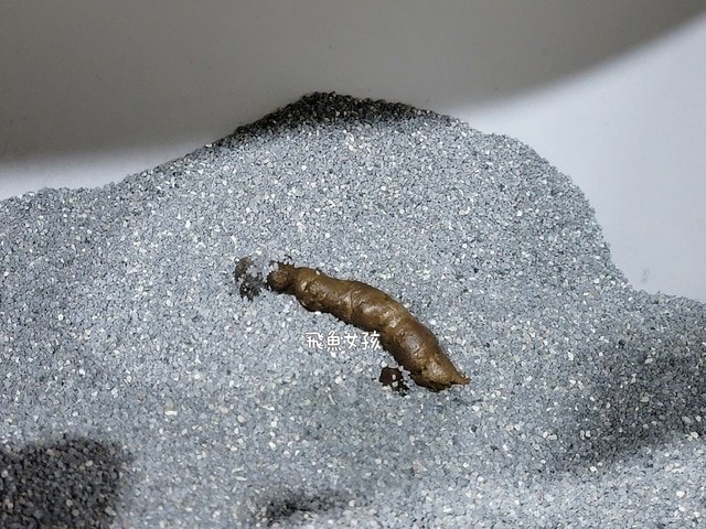 撇步PETBO寵物評價,撇步PETBO熱銷推薦,撇步PETBO寵物保健,撇步PETBO寵物使用心得,毛孩保健開箱,全齡貓益生菌心得,貓專利益生菌分享,貓粉狀益生菌怎麼餵,高適口性貓益生菌實測,挑嘴貓愛吃益生菌,貓粉狀益生菌分享,多重專利貓益生菌ptt,粉狀貓益生菌心得,PETBO貓,PETBO 狗,貓咪益生菌怎麼吃,貓咪益生菌dcard,貓咪益生菌ptt,貓咪益生菌推薦ptt,貓咪益生菌多久吃一次,貓咪便秘益生菌推薦dcard,貓便秘益生菌ptt