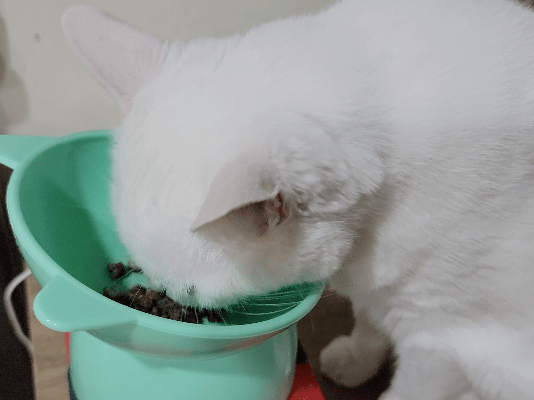 撇步PETBO寵物評價,撇步PETBO熱銷推薦,撇步PETBO寵物保健,撇步PETBO寵物使用心得,毛孩保健開箱,全齡貓益生菌心得,貓專利益生菌分享,貓粉狀益生菌怎麼餵,高適口性貓益生菌實測,挑嘴貓愛吃益生菌,貓粉狀益生菌分享,多重專利貓益生菌ptt,粉狀貓益生菌心得,PETBO貓,PETBO 狗,貓咪益生菌怎麼吃,貓咪益生菌dcard,貓咪益生菌ptt,貓咪益生菌推薦ptt,貓咪益生菌多久吃一次,貓咪便秘益生菌推薦dcard,貓便秘益生菌ptt